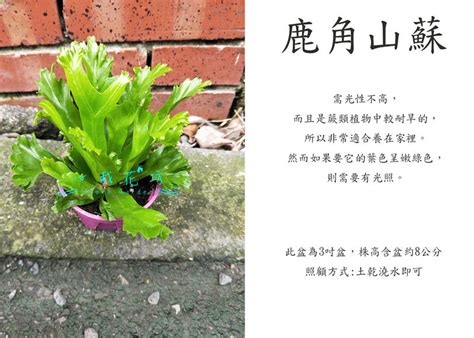 鹿角山蘇風水|鹿角山蘇風水 :: 台灣動植物生態百科